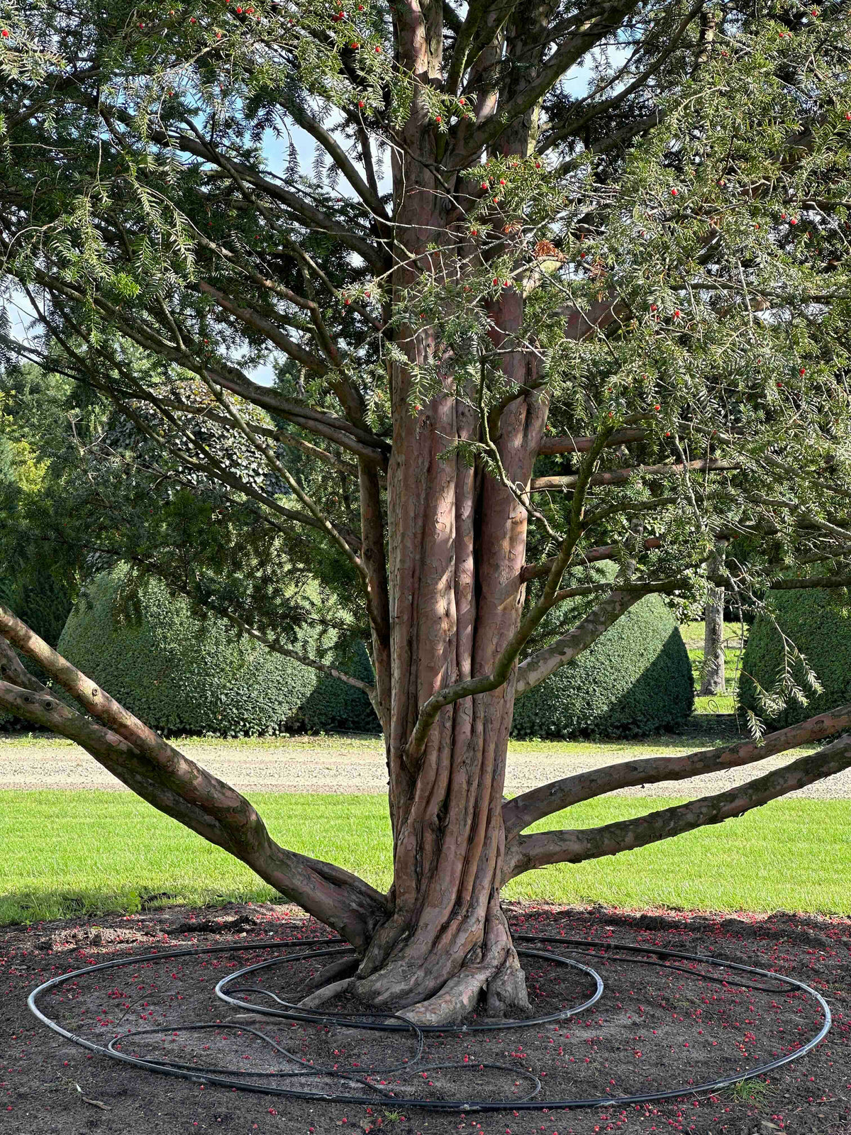 TB TREE #100