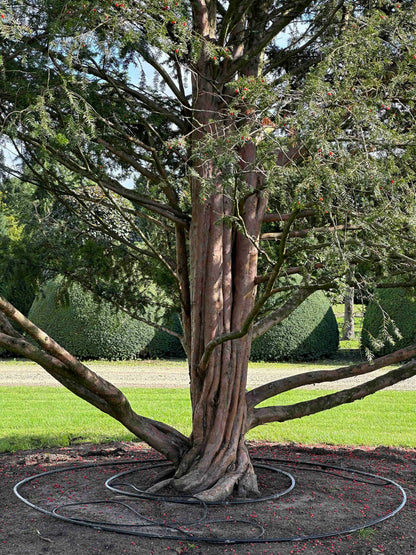 TB TREE #100