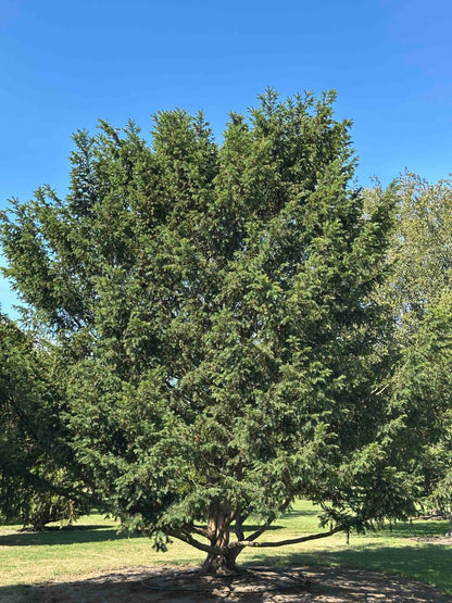 TB TREE #100