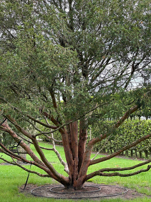 TB TREE #101