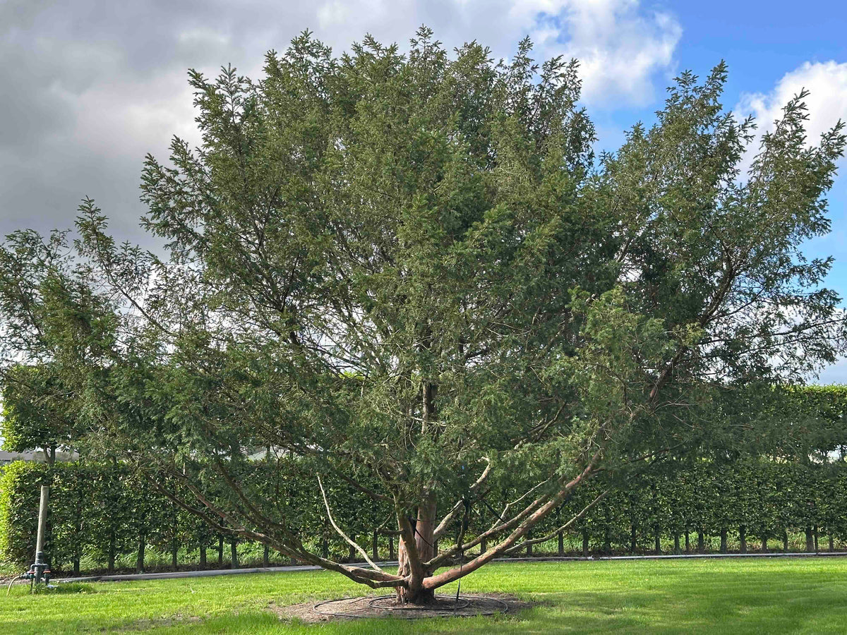 TB TREE #101