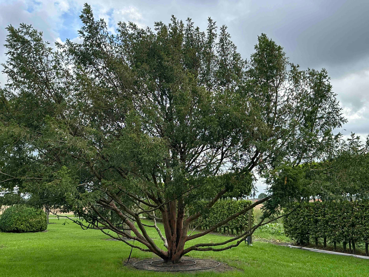 TB TREE #101