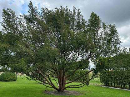 TB TREE #101