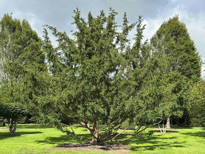 TB TREE #102