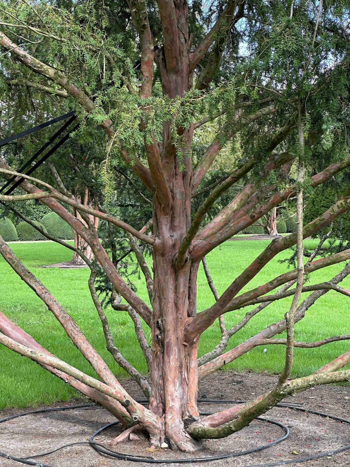 TB TREE #102