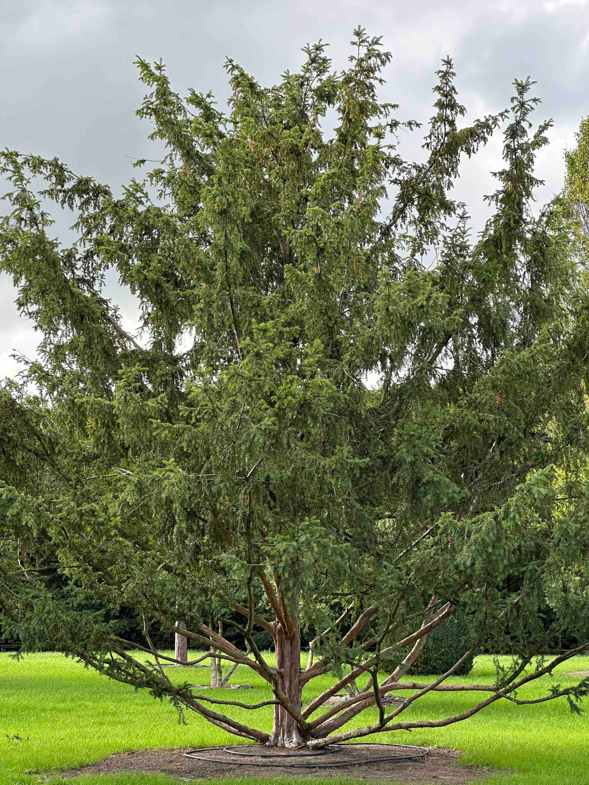 TB TREE #102