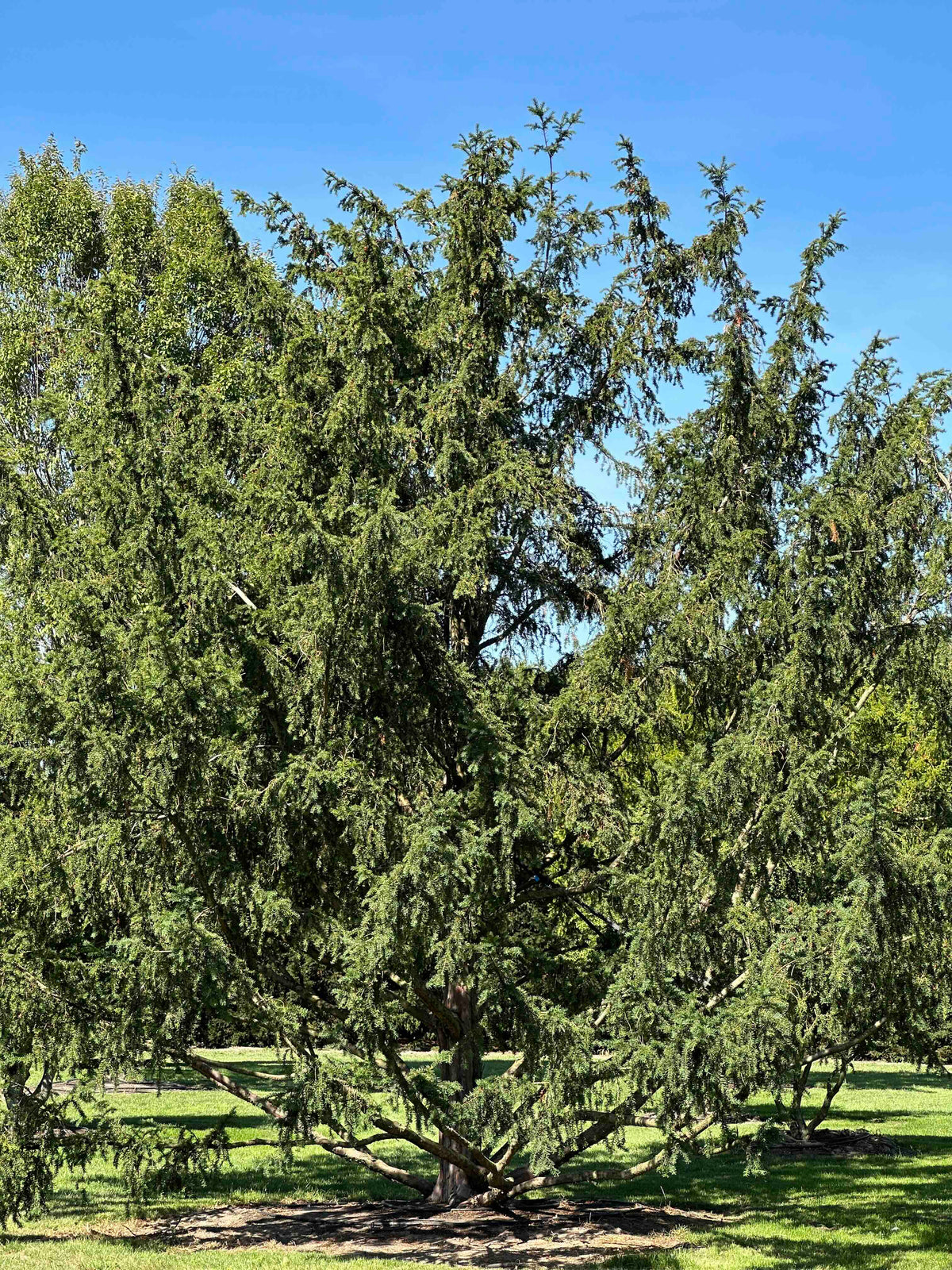 TB TREE #102