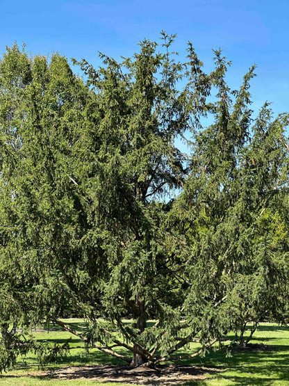 TB TREE #102