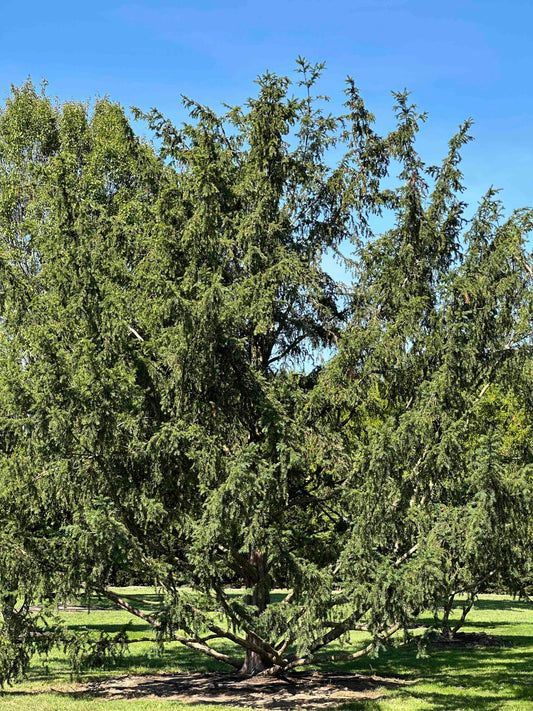 TB TREE #102