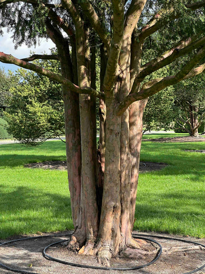 TB TREE #104