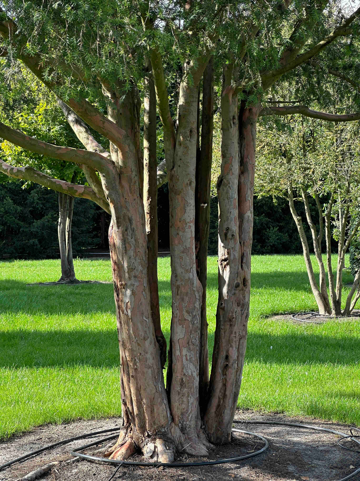 TB TREE #104