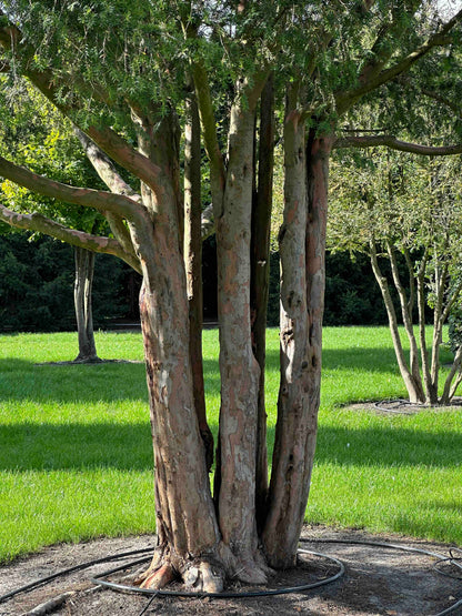TB TREE #104
