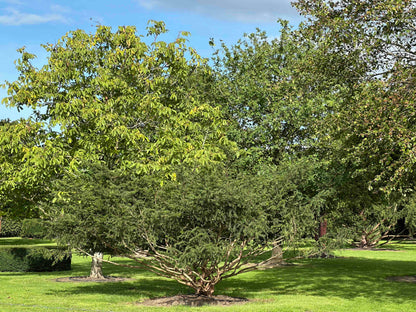 TB TREE #106
