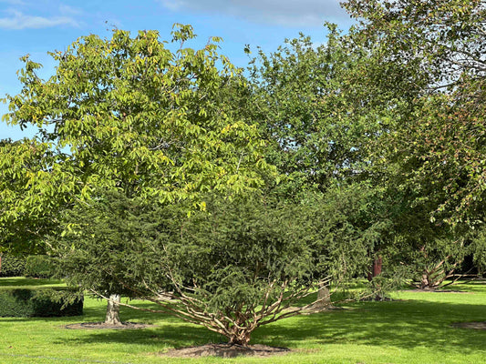 TB TREE #106