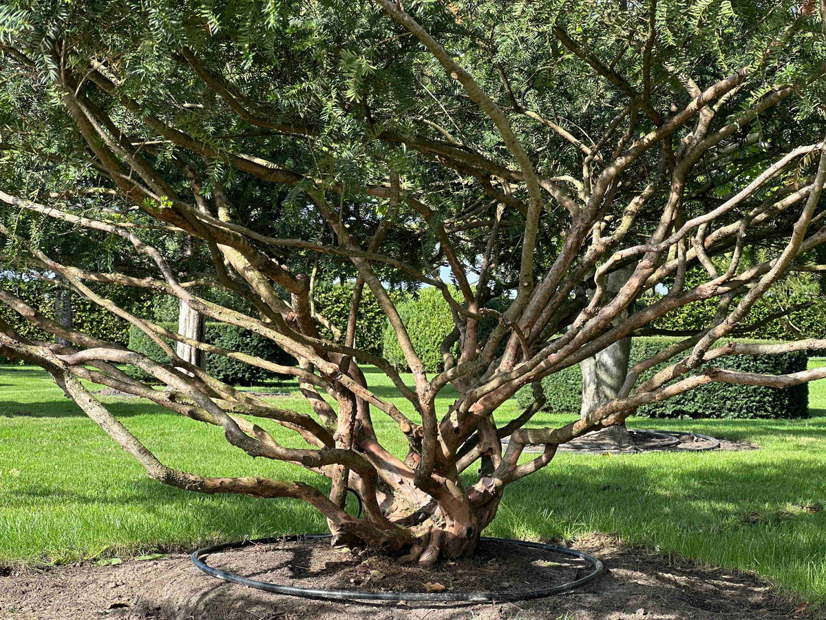 TB TREE #106