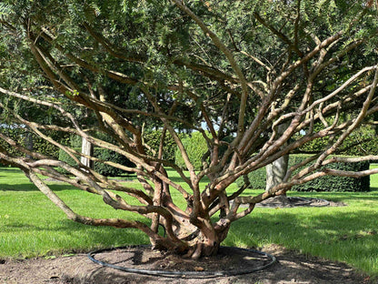 TB TREE #106