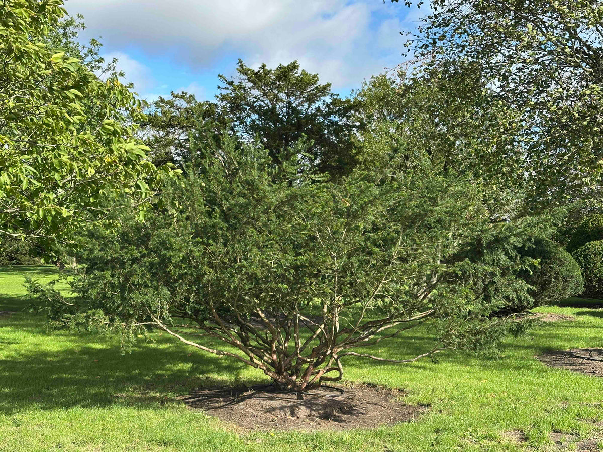 TB TREE #106