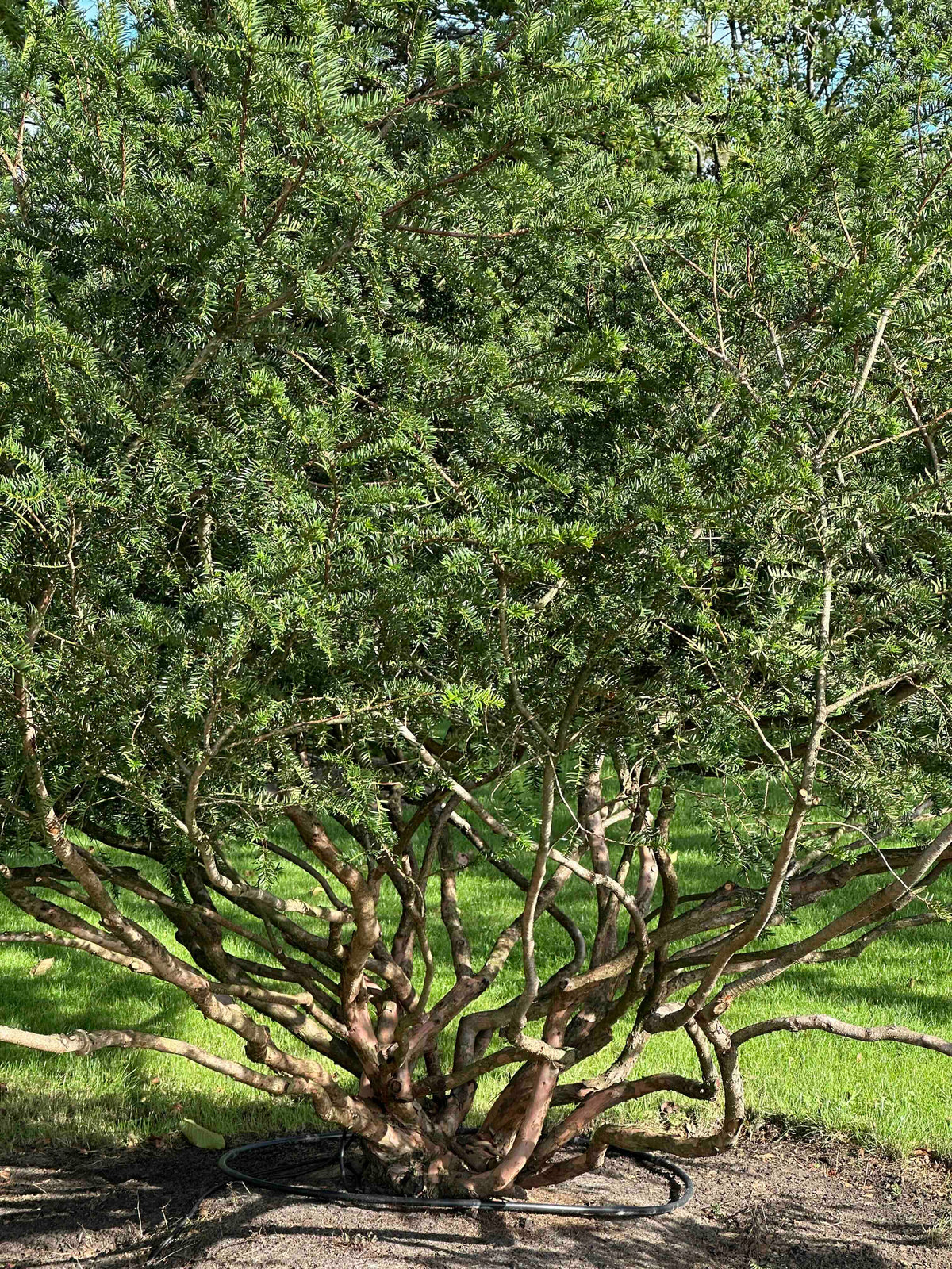 TB TREE #106