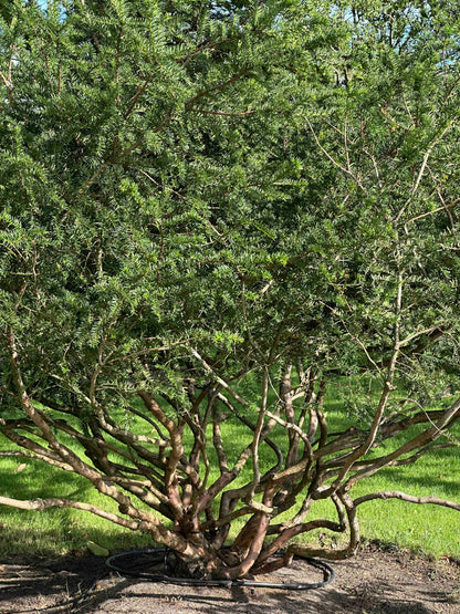 TB TREE #106