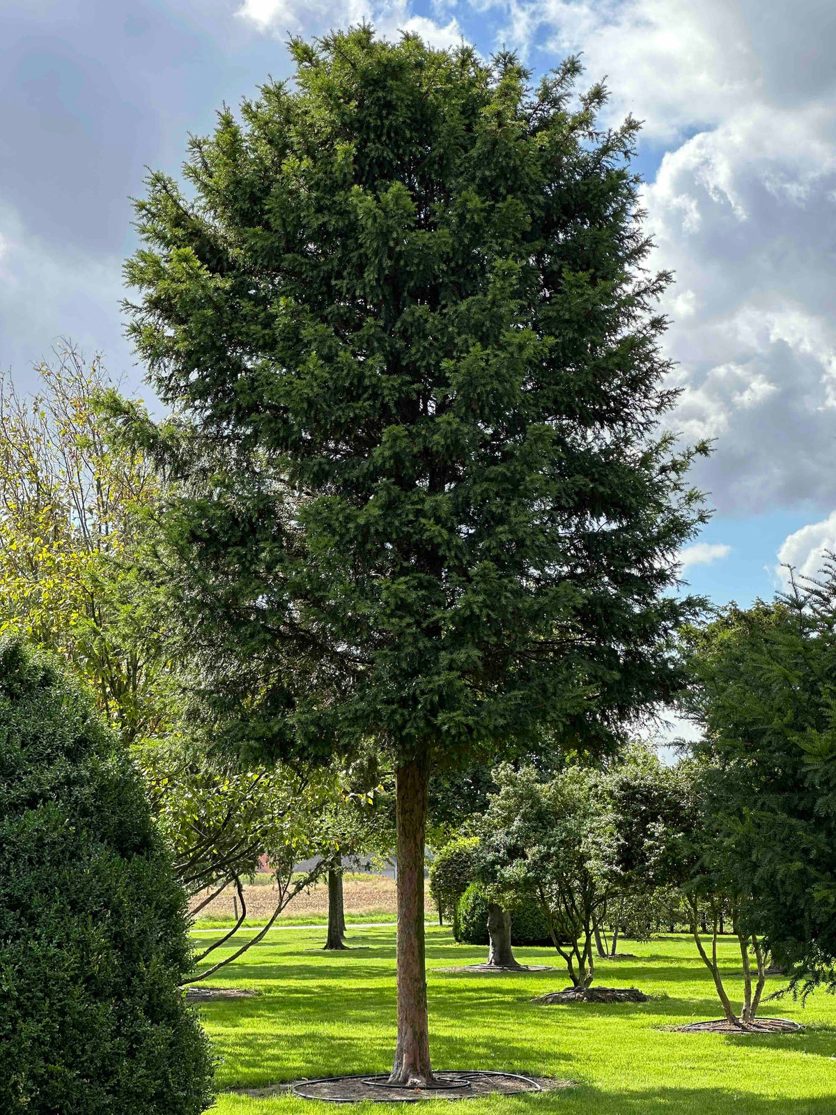 TB TREE #108