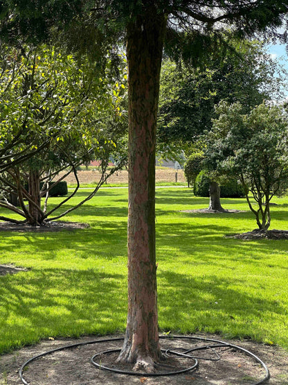 TB TREE #108