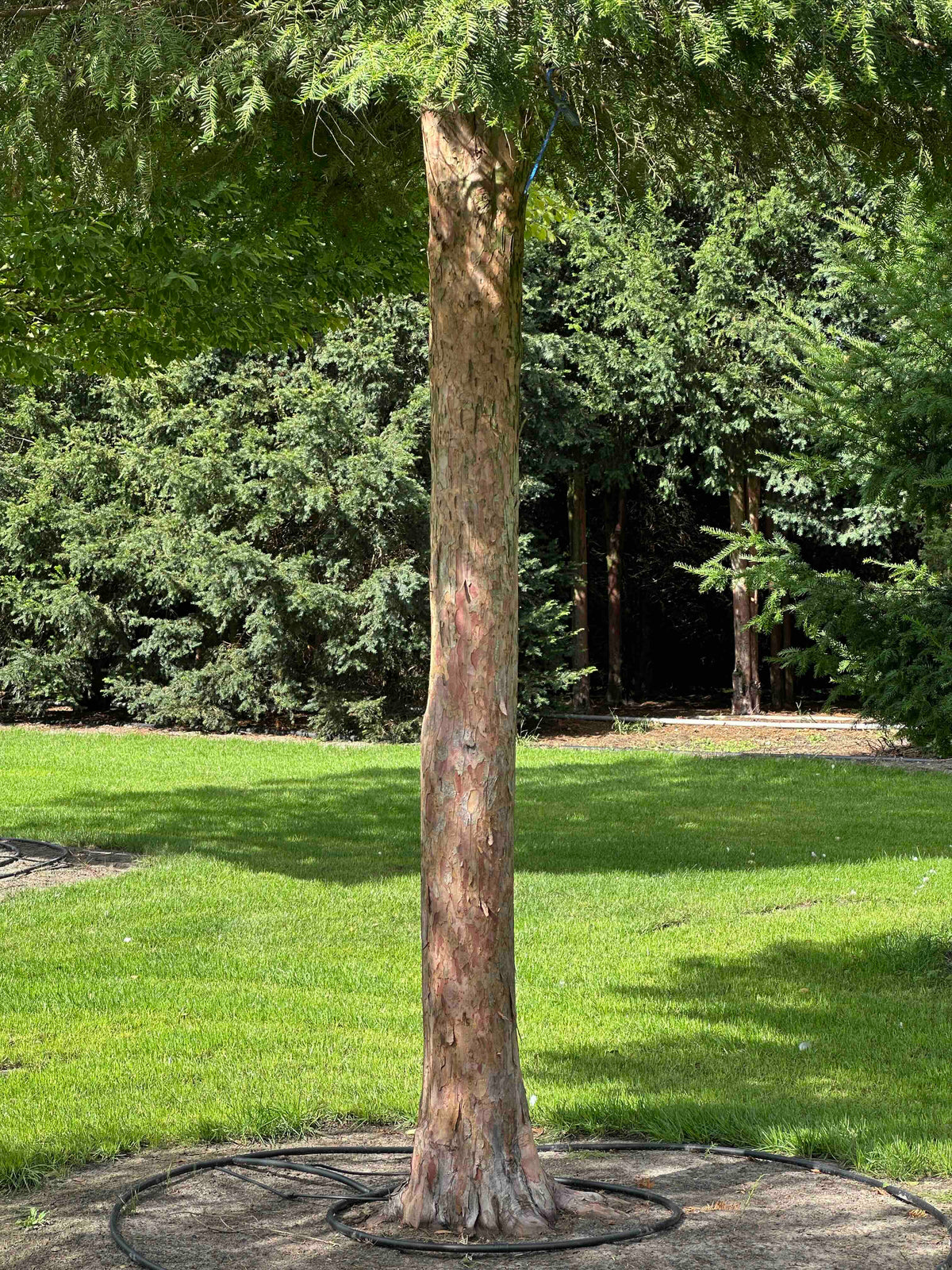 TB TREE #108