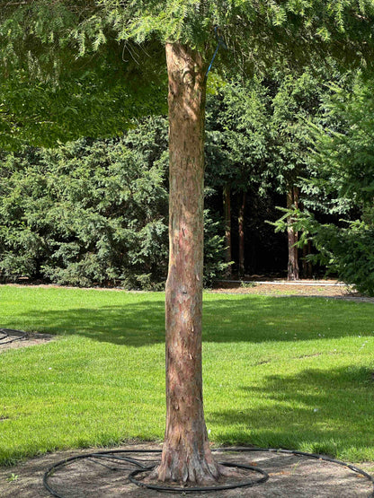 TB TREE #108