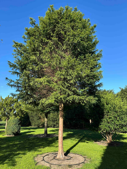 TB TREE #108