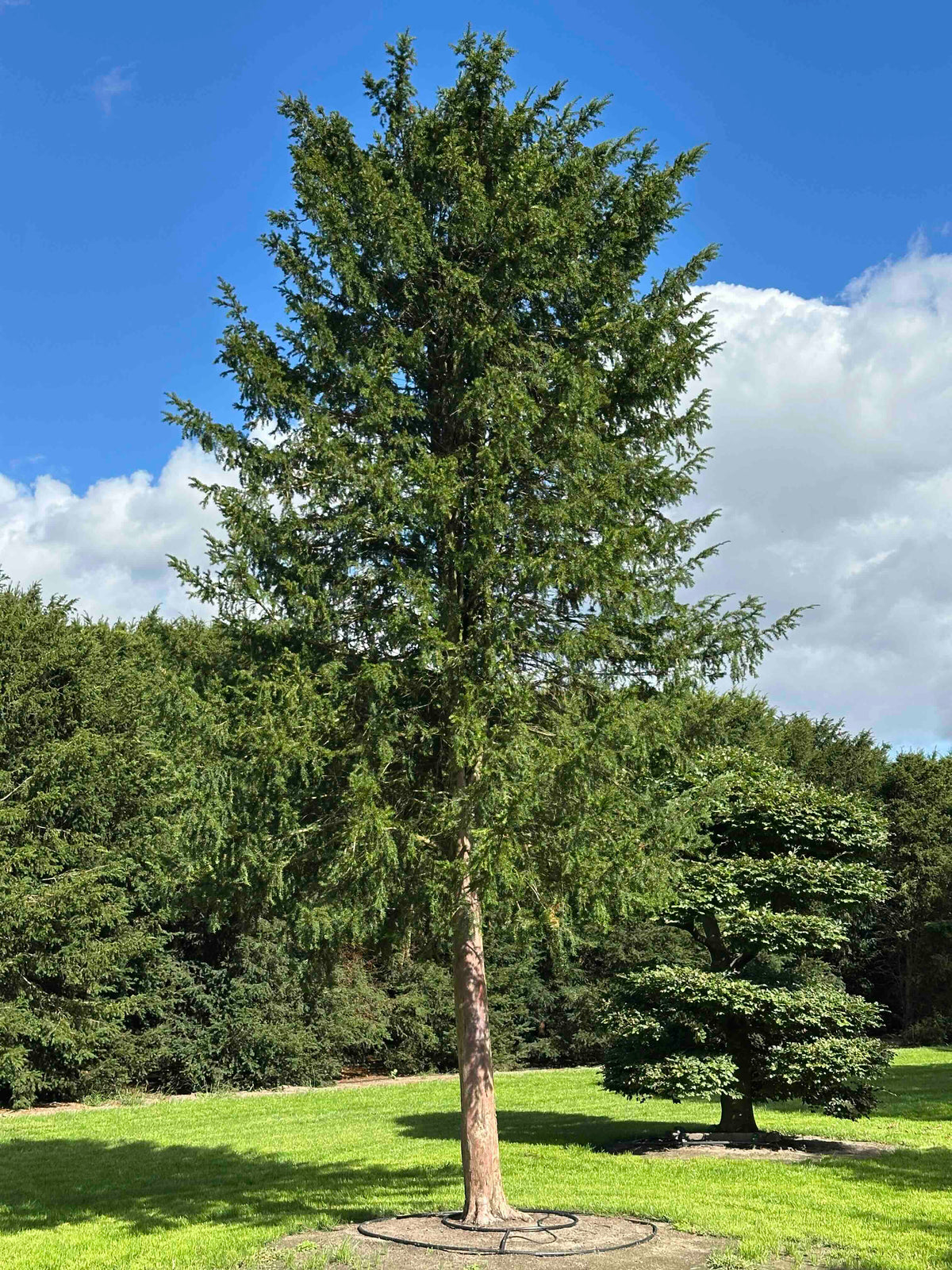 TB TREE #109