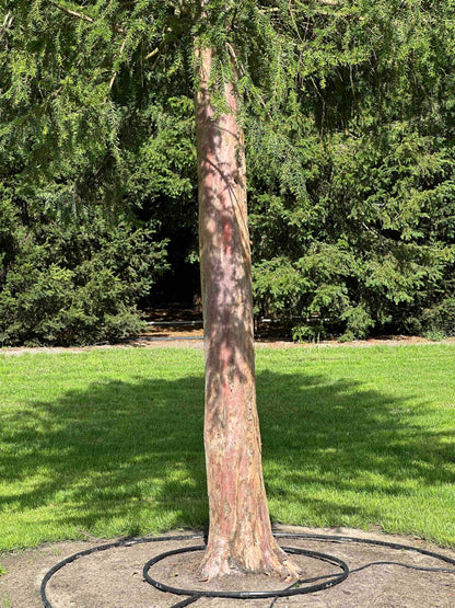TB TREE #109