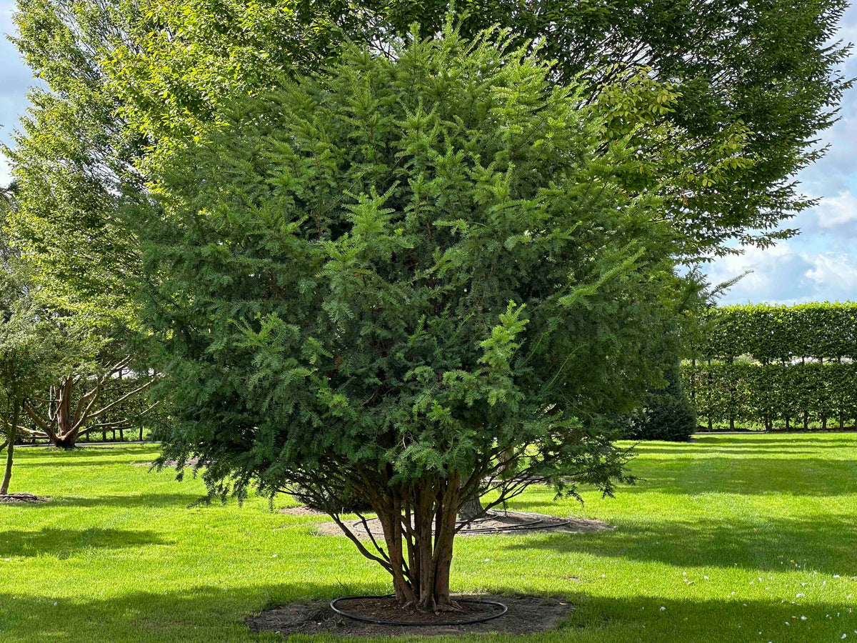 TB TREE #110