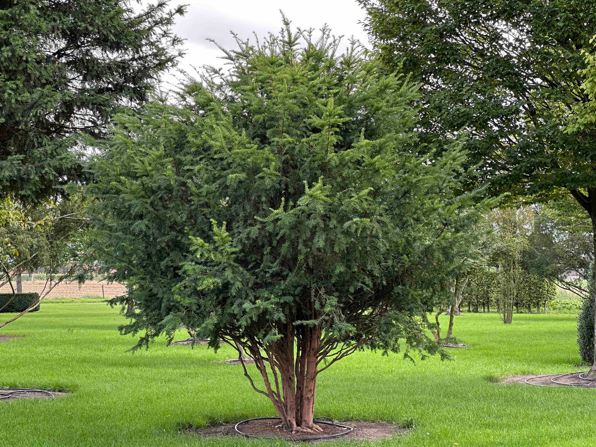 TB TREE #110