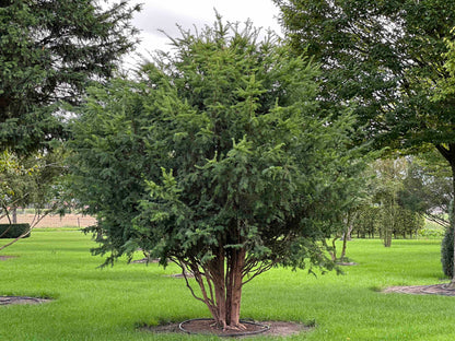 TB TREE #110