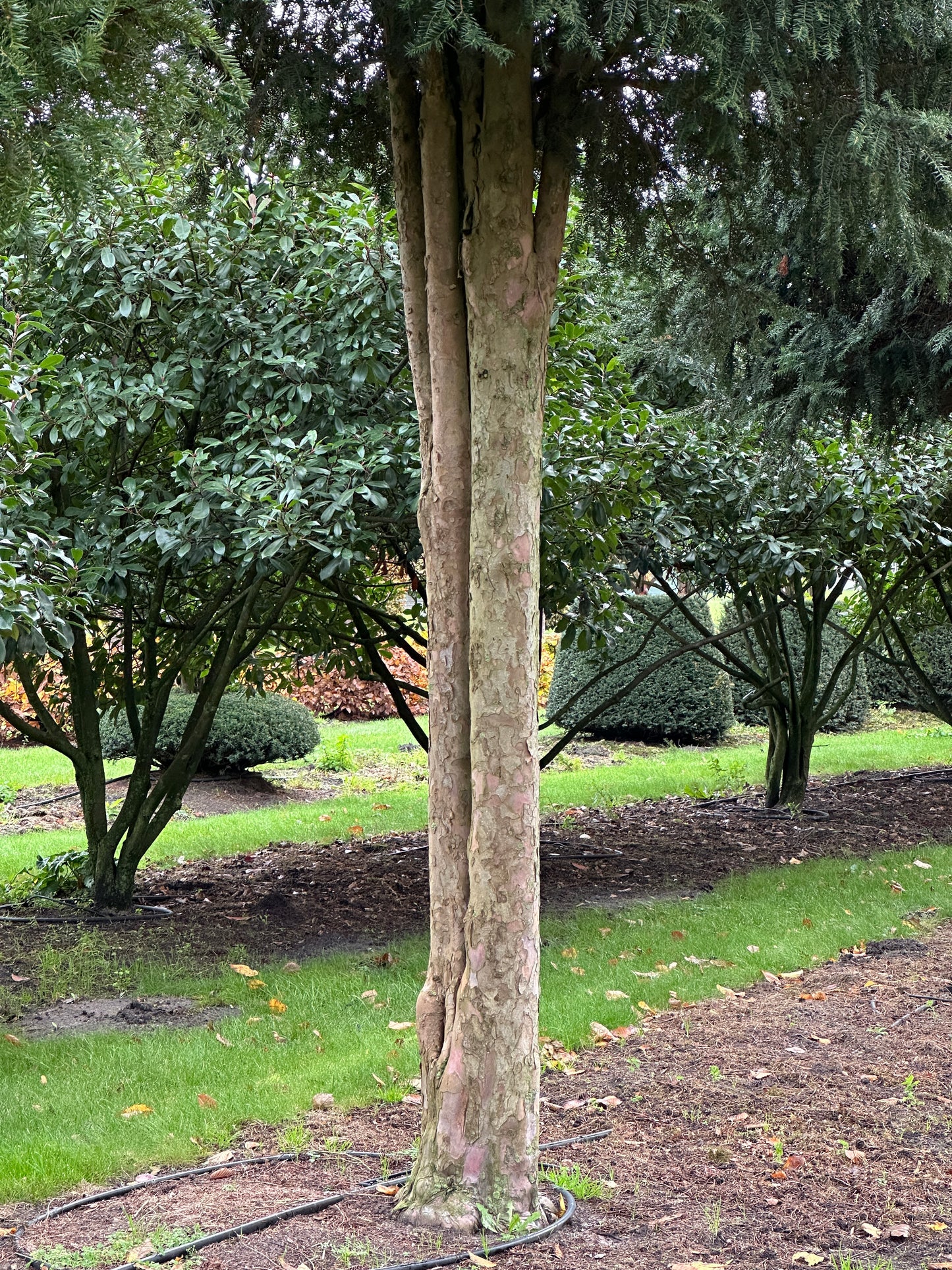 TB TREE #029