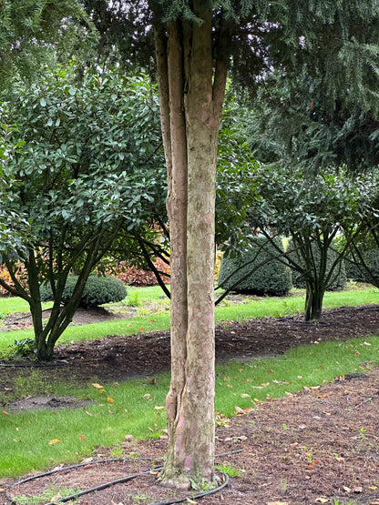TB TREE #029