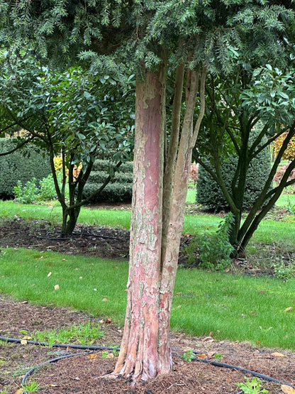 TB TREE #039