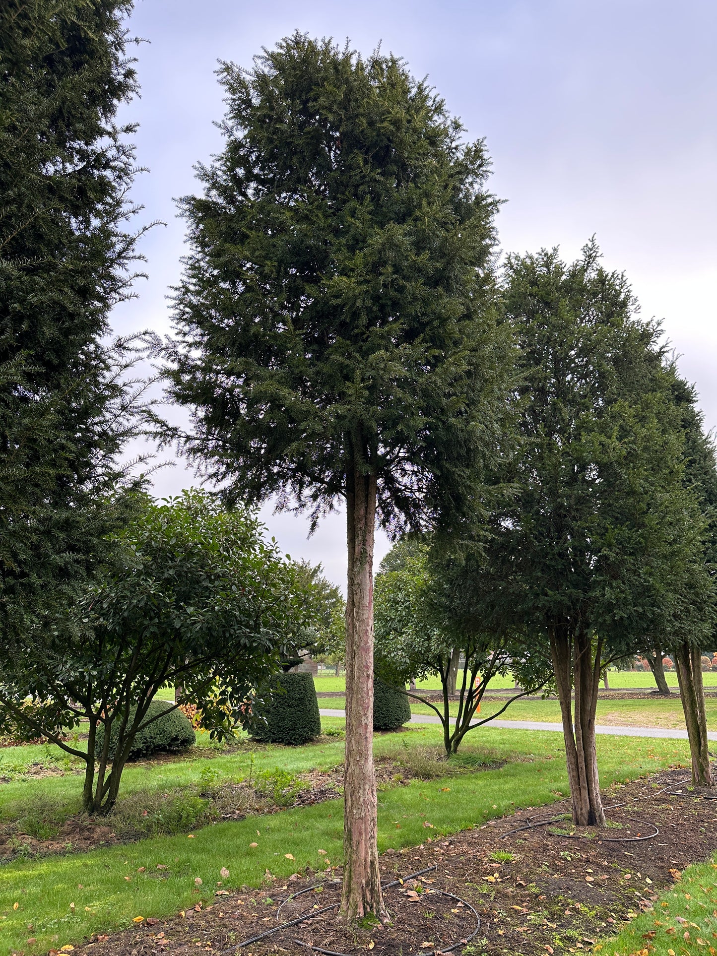 TB TREE #040