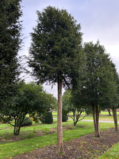 TB TREE #040