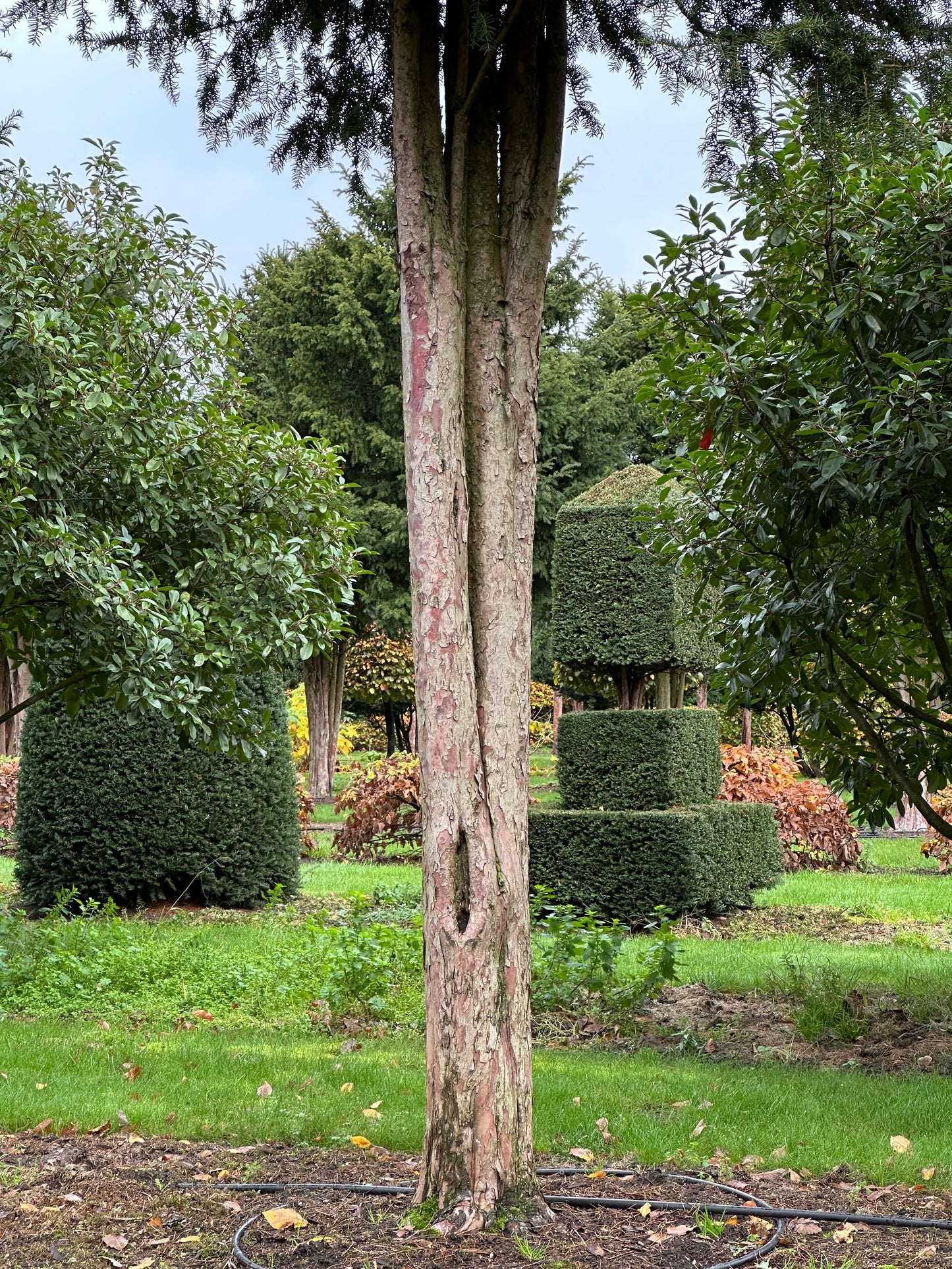 TB TREE #040