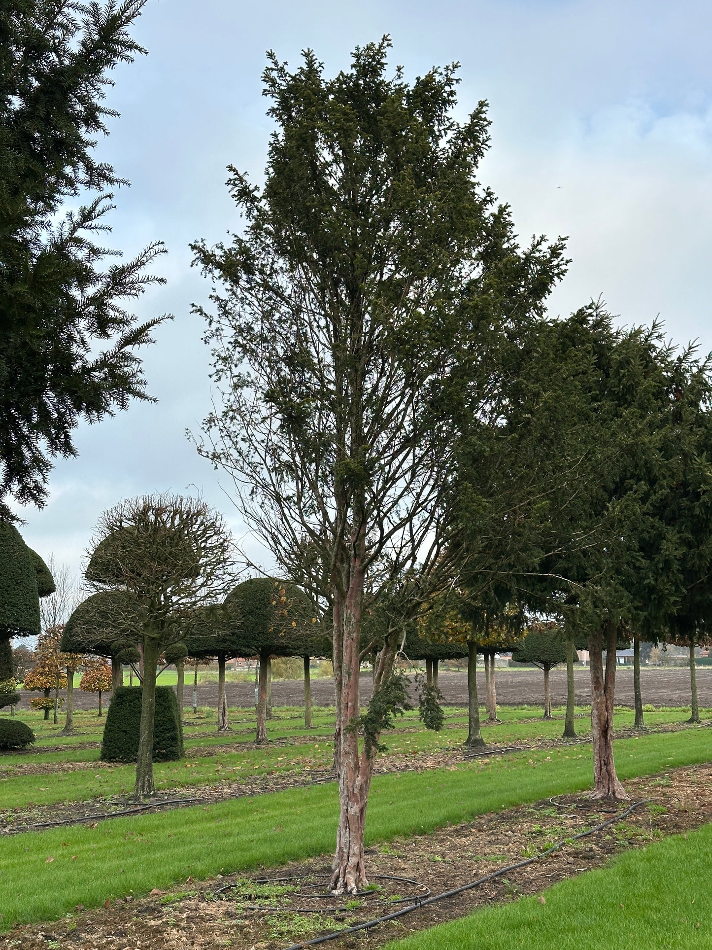TB TREE #058