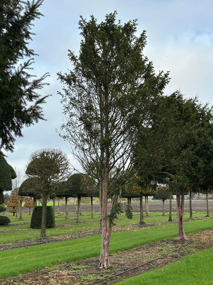 TB TREE #058