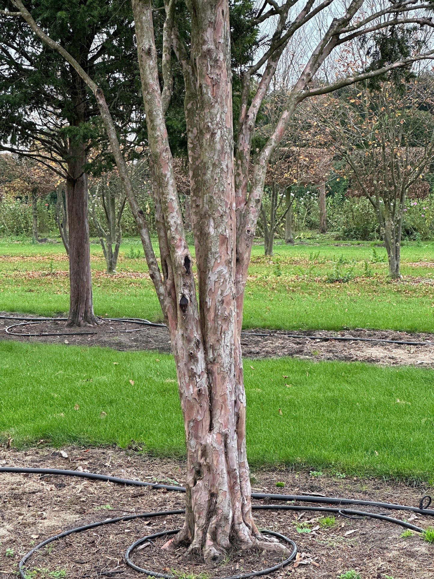 TB TREE #058