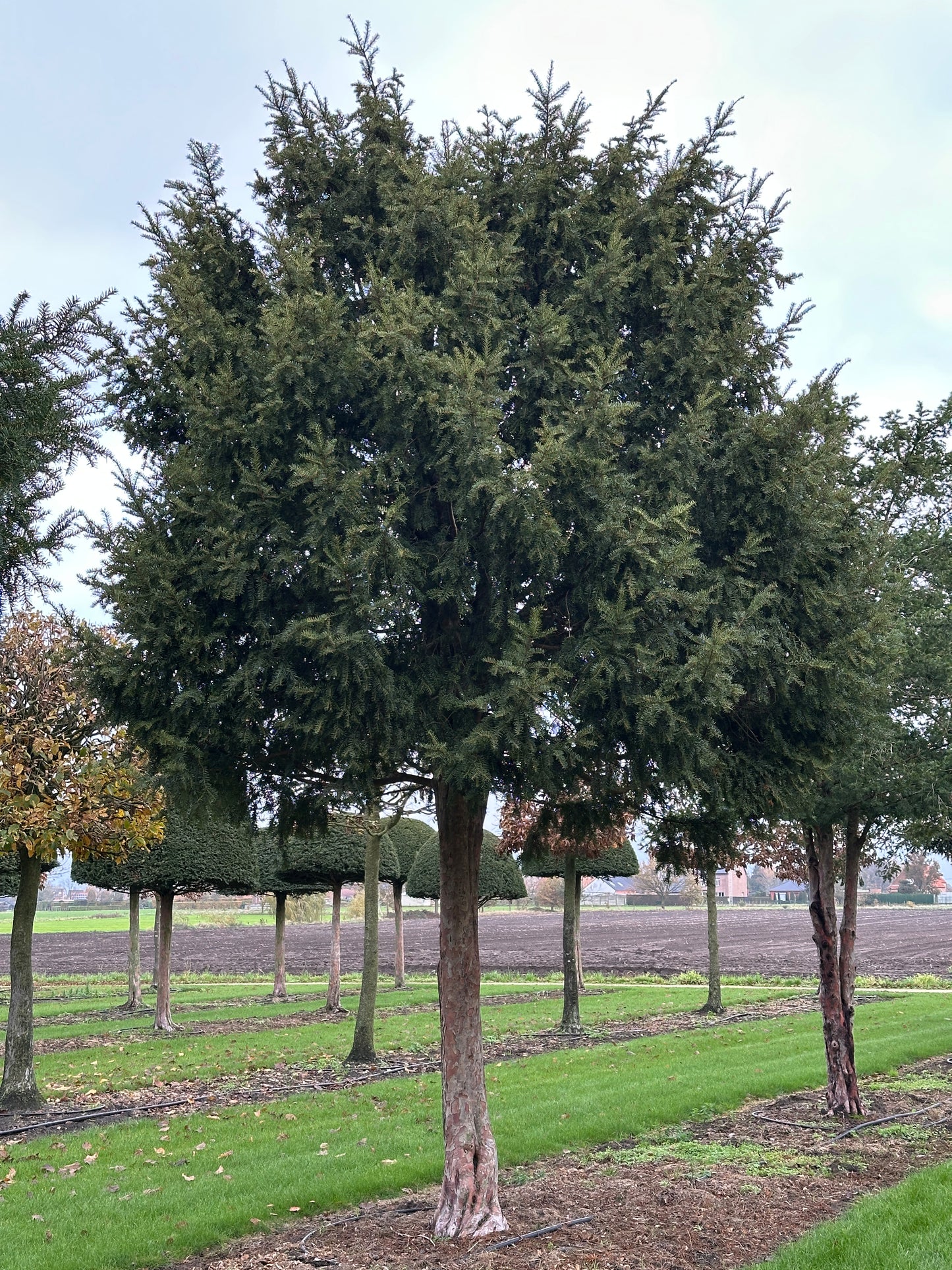 TB TREE #060