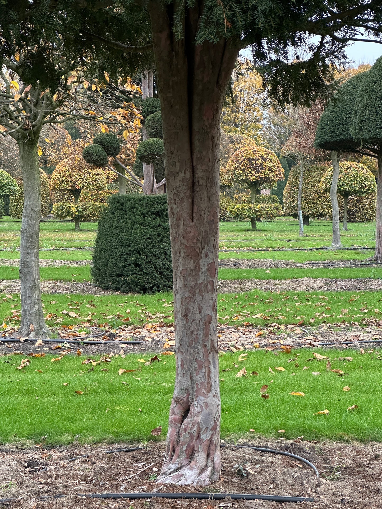 TB TREE #060