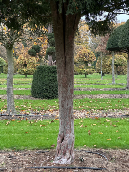 TB TREE #060