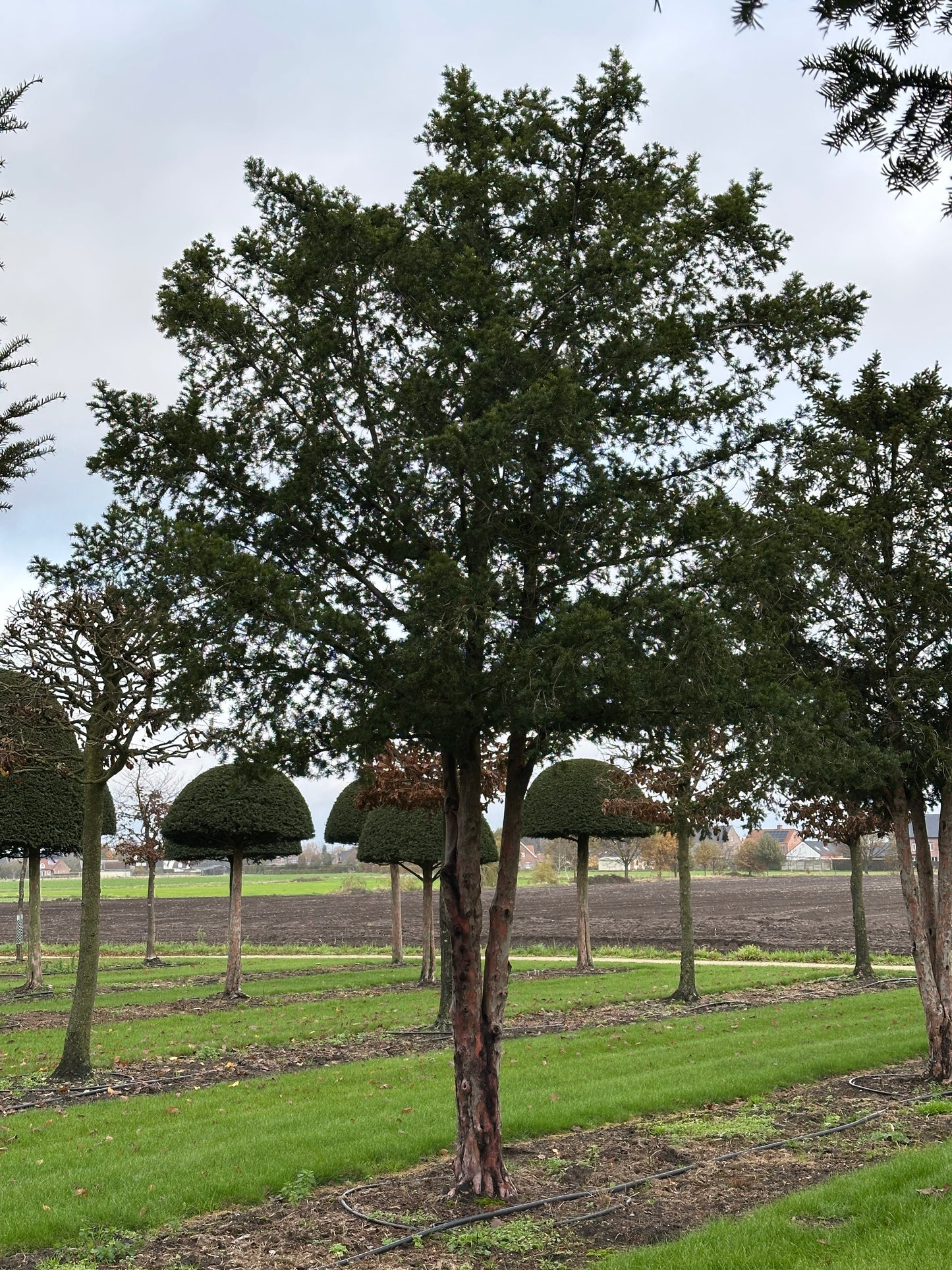 TB TREE #061