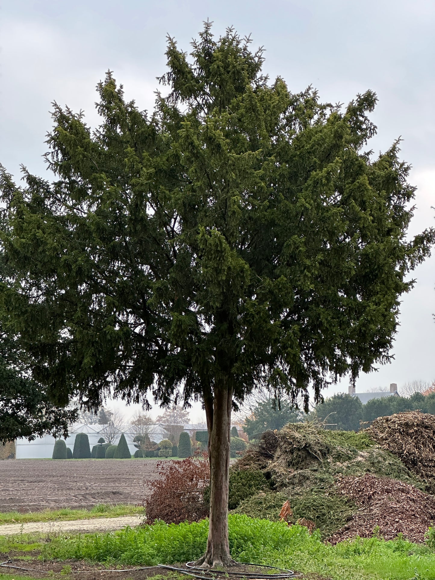 TB TREE #066