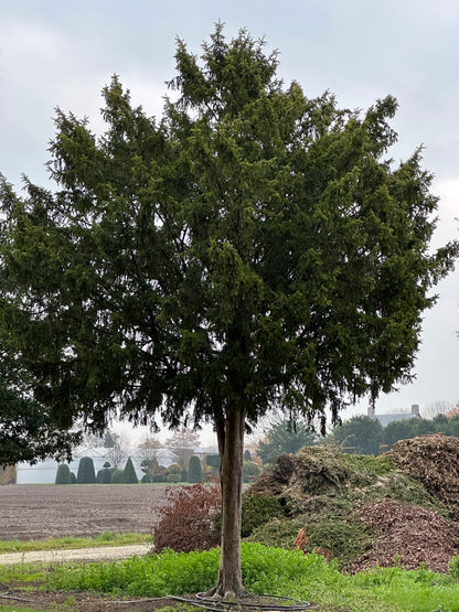 TB TREE #066