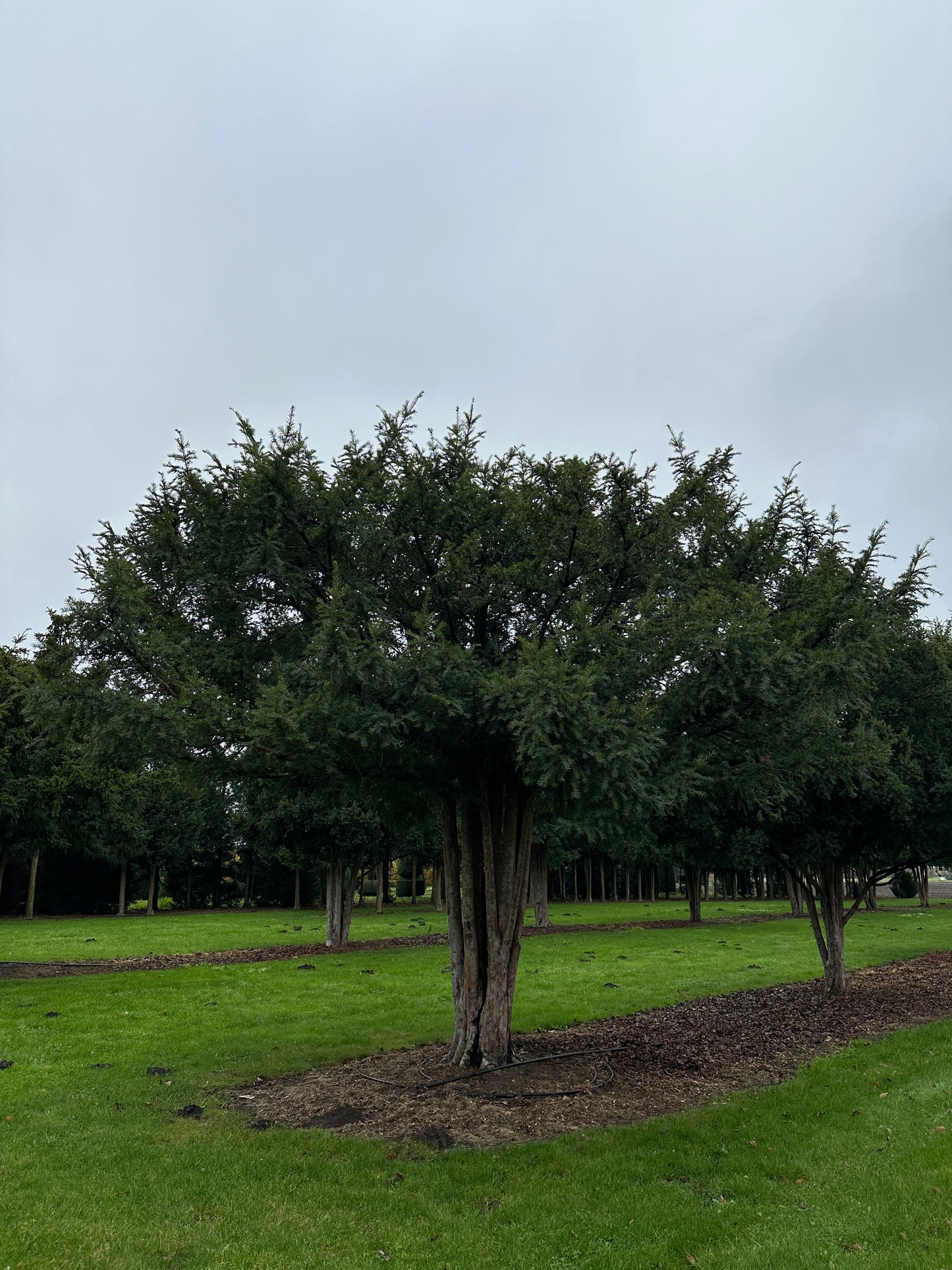 TB TREE #074