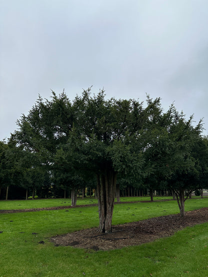 TB TREE #074